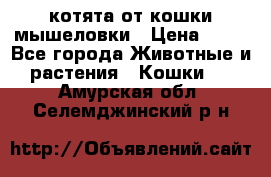 котята от кошки мышеловки › Цена ­ 10 - Все города Животные и растения » Кошки   . Амурская обл.,Селемджинский р-н